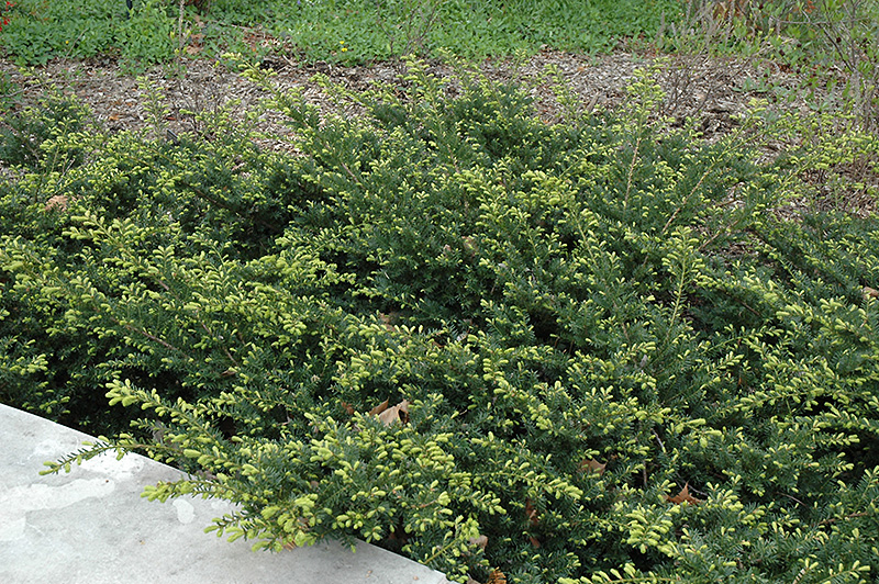 Everlow Yew (Taxus x media 'Everlow') at Weston Nurseries