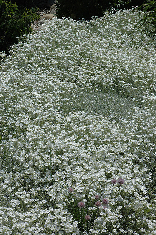 Snow-In-Summer (Cerastium tomentosum) at Weston Nurseries