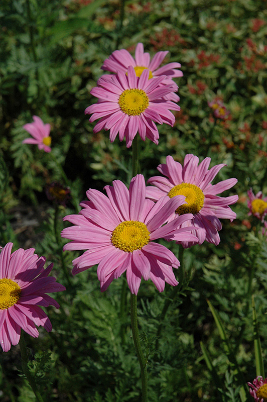 Robinson's Pink Painted Daisy (Tanacetum coccineum 'Robinson's Pink') at Weston Nurseries