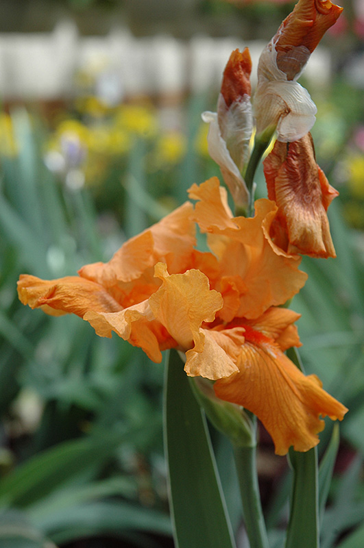 Firebreather Iris (Iris 'Firebreather') at Weston Nurseries