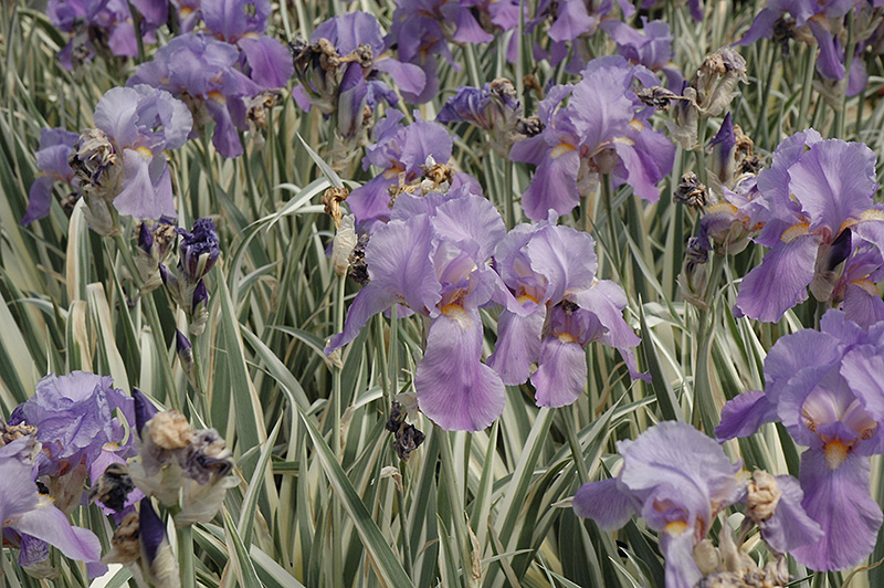 Variegated Sweet Iris (Iris pallida 'Variegata') at Weston Nurseries