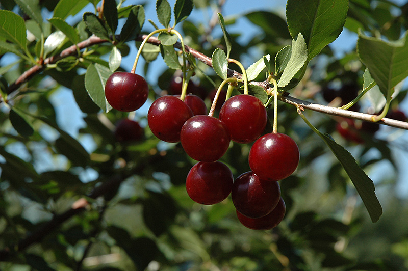 Carmine Jewel Cherry (Prunus 'Carmine Jewel') at Weston Nurseries