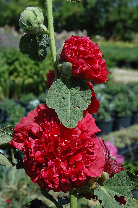 Chater's Double Red Hollyhock (Alcea rosea 'Chater's Double Red') at Weston Nurseries