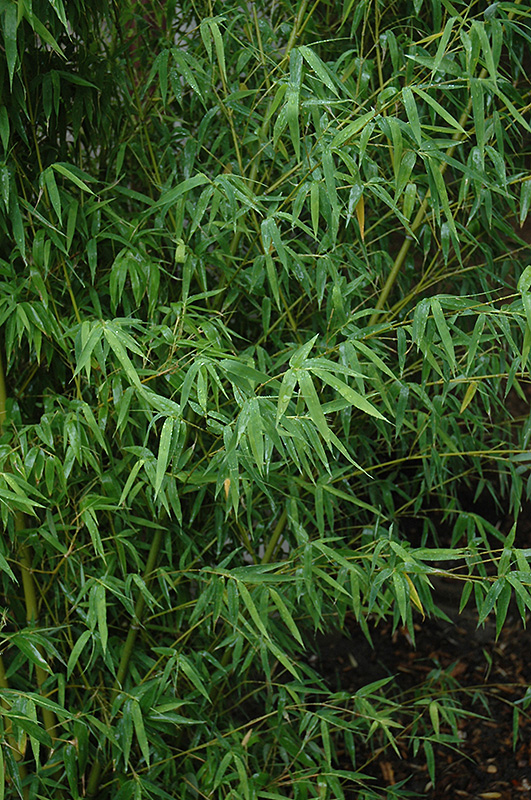 Yellow Grove Bamboo (Phyllostachys aureosulcata) at Weston Nurseries