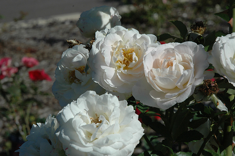 Snowdrift Rose (Rosa 'BAIrift') at Weston Nurseries