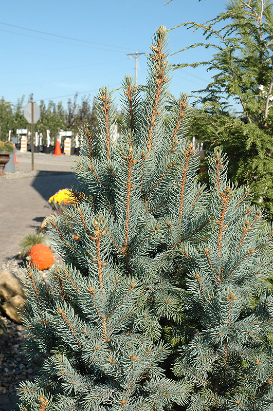 Iseli Fastigiate Spruce (Picea pungens 'Iseli Fastigiata') at Weston Nurseries
