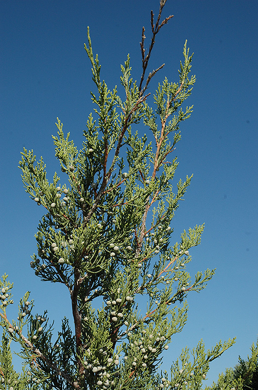 Hetz Columnar Juniper (Juniperus chinensis 'Hetz Columnar') at Weston Nurseries