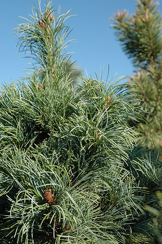 Bergman Japanese White Pine (Pinus parviflora 'Bergmani') at Weston Nurseries