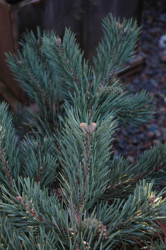 Albyn Prostrate Scotch Pine (Pinus sylvestris 'Albyn Prostrata') at Weston Nurseries