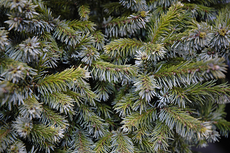 Gunther Dwarf Spruce (Picea omorika 'Gunther') at Weston Nurseries
