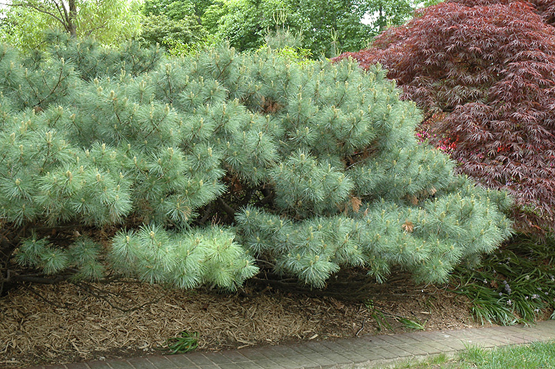 Dwarf White Pine (Pinus strobus 'Nana') at Weston Nurseries