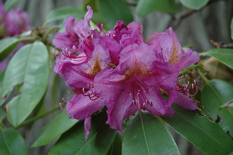 Lee's Dark Purple Rhododendron (Rhododendron catawbiense 'Lee's Dark Purple') at Weston Nurseries