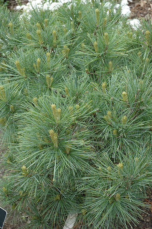 Blue Shag White Pine (Pinus strobus 'Blue Shag') at Weston Nurseries