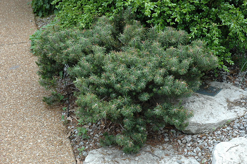 Paul's Dwarf Mugo Pine (Pinus mugo 'Paul's Dwarf') at Weston Nurseries