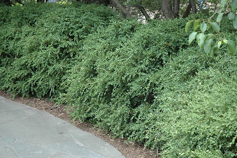 Wintergreen Boxwood (Buxus microphylla 'Wintergreen') at Weston Nurseries