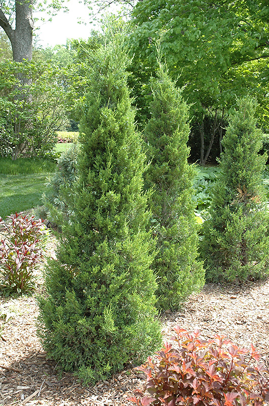 Fairview Juniper (Juniperus chinensis 'Fairview') at Weston Nurseries