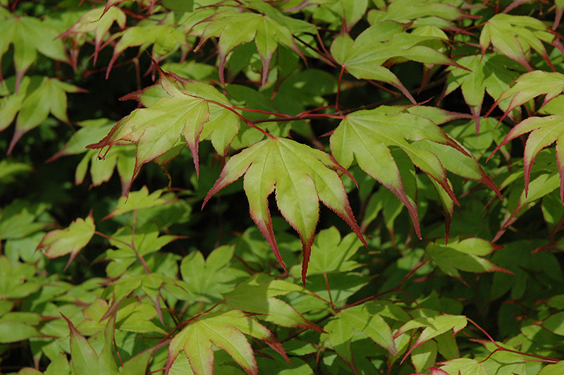 Tsuma Gaki Japanese Maple (Acer palmatum 'Tsuma Gaki') at Weston Nurseries