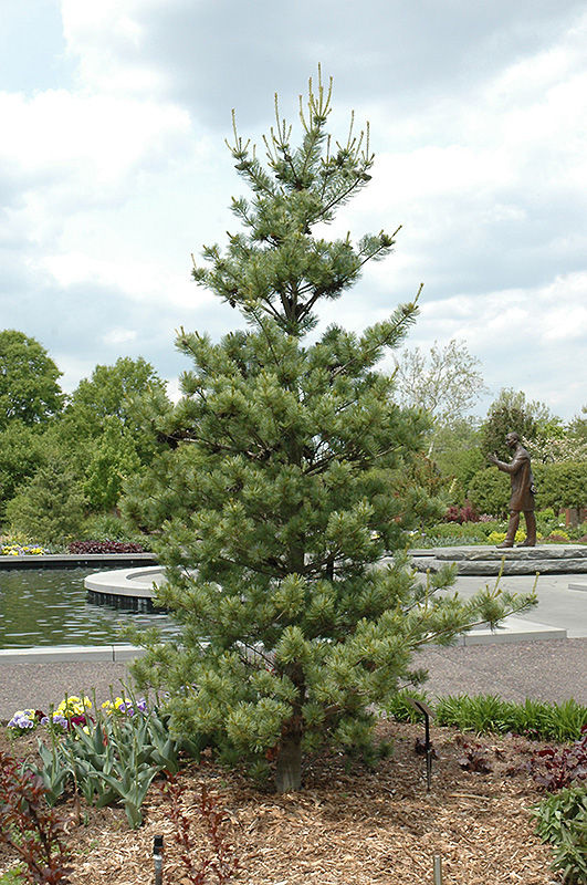 Venus Japanese White Pine (Pinus parviflora 'Venus') at Weston Nurseries