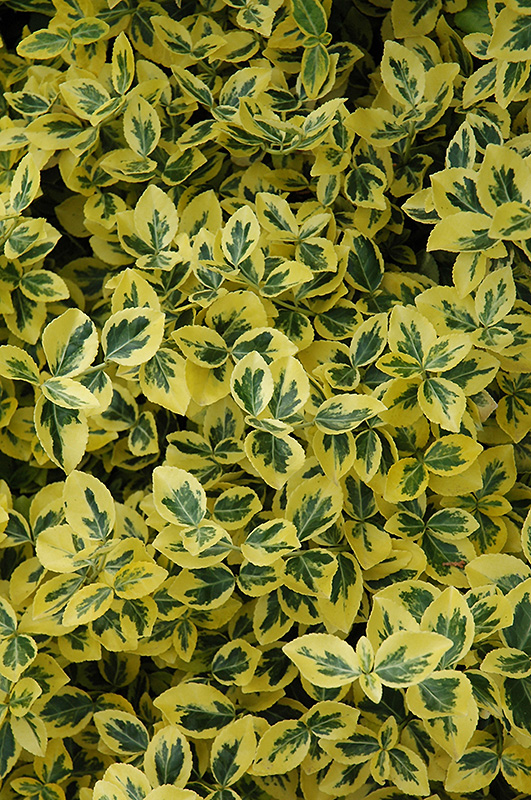 Emerald 'n' Gold Wintercreeper (Euonymus fortunei 'Emerald 'n' Gold') at Weston Nurseries