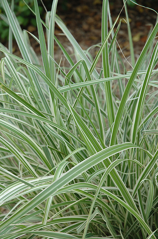Rigoletto Maiden Grass (Miscanthus sinensis 'Rigoletto') at Weston Nurseries