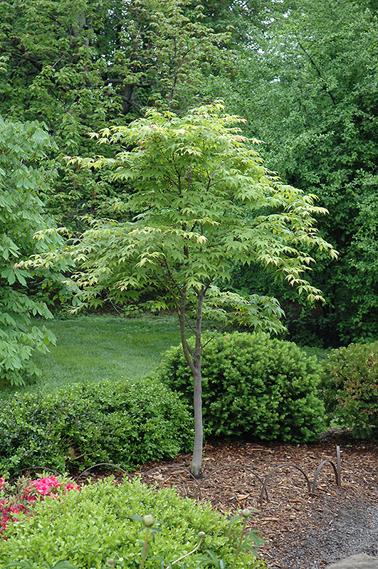 Osakazuki Japanese Maple (Acer palmatum 'Osakazuki') at Weston Nurseries