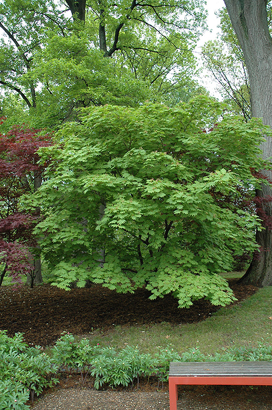 Cutleaf Fullmoon Maple (Acer japonicum 'Aconitifolium') at Weston Nurseries