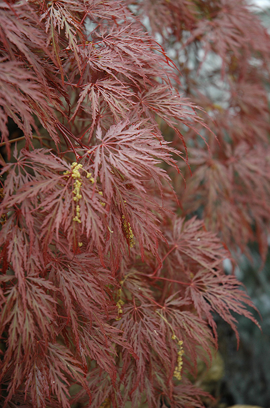 Inaba Shidare Cutleaf Japanese Maple (Acer palmatum 'Inaba Shidare') at Weston Nurseries