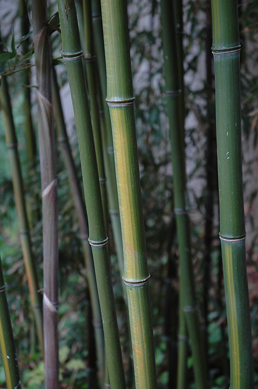 Yellow Grove Bamboo (Phyllostachys aureosulcata) at Weston Nurseries