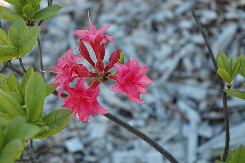 Homebush Azalea (Rhododendron 'Homebush') at Weston Nurseries