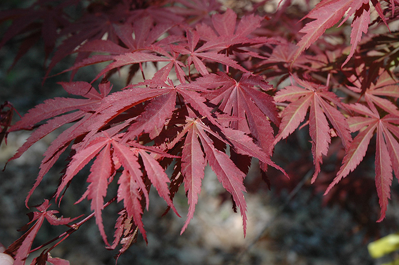 Oshu Shidare Japanese Maple (Acer palmatum 'Oshu Shidare') at Weston Nurseries