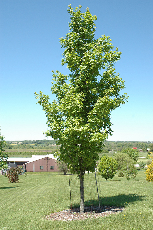 Fairview Sugar Maple (Acer saccharum 'Fairview') at Weston Nurseries