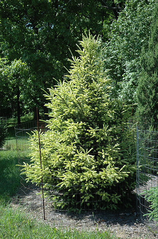 McConnell's Gold Spruce (Picea glauca 'McConnell's Gold') at Weston Nurseries