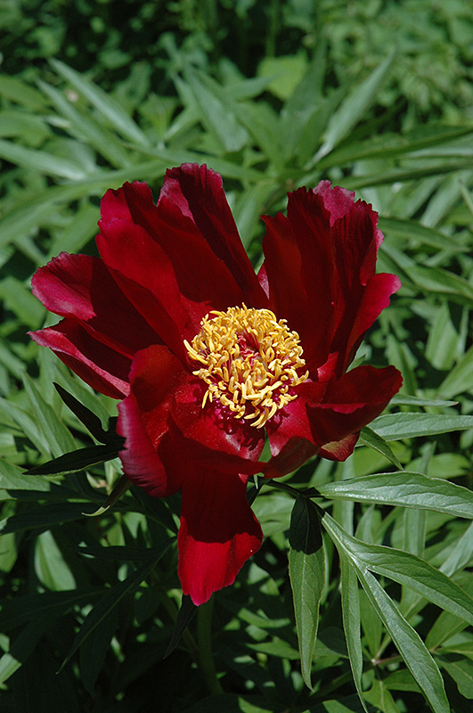 Early Scout Peony (Paeonia 'Early Scout') at Weston Nurseries