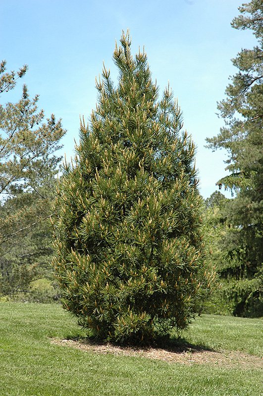 Rowe Arboretum Lacebark Pine (Pinus bungeana 'Rowe Arboretum') at Weston Nurseries