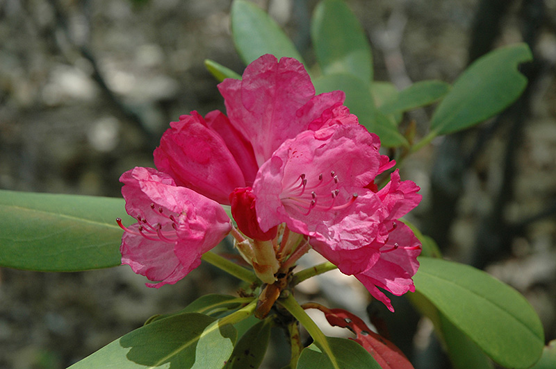Catalina Rhododendron (Rhododendron 'Catalina') at Weston Nurseries