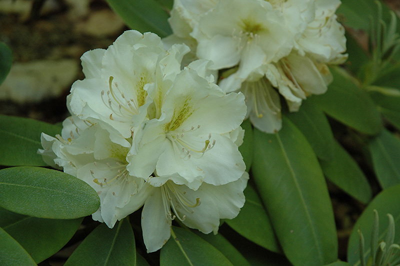 Big Deal Rhododendron (Rhododendron 'Big Deal') at Weston Nurseries