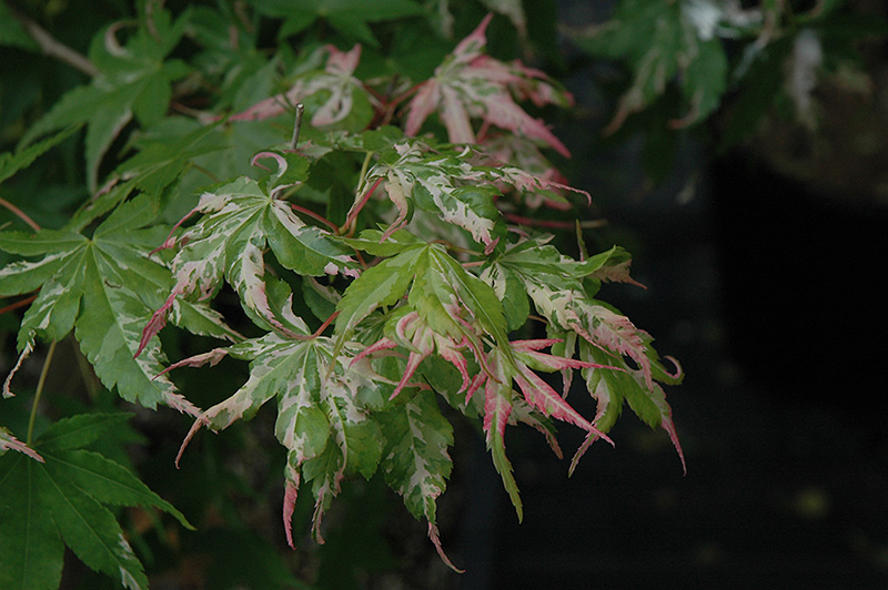 Oridono Nishiki Japanese Maple (Acer palmatum 'Oridono Nishiki') at Weston Nurseries