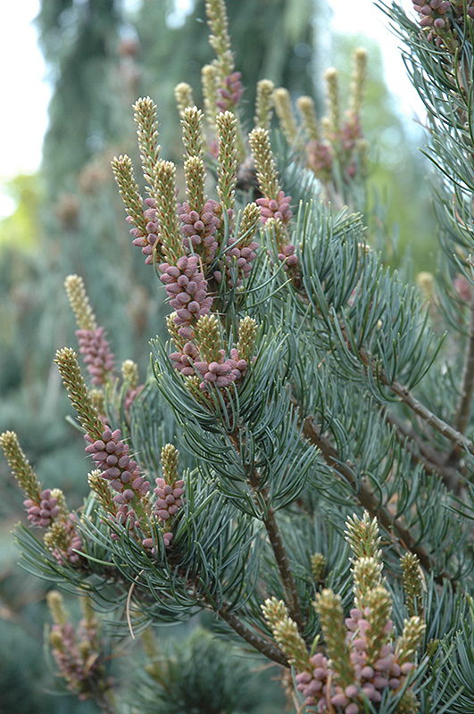 pine japanese cleary parviflora pinus plants plant gardenworks bc massachusetts foliage