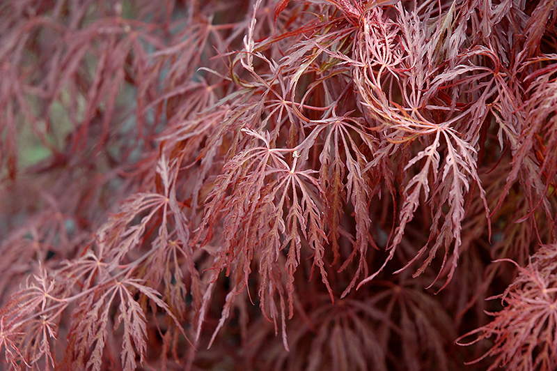 Crimson Queen Japanese Maple (Acer palmatum 'Crimson Queen') at Weston Nurseries