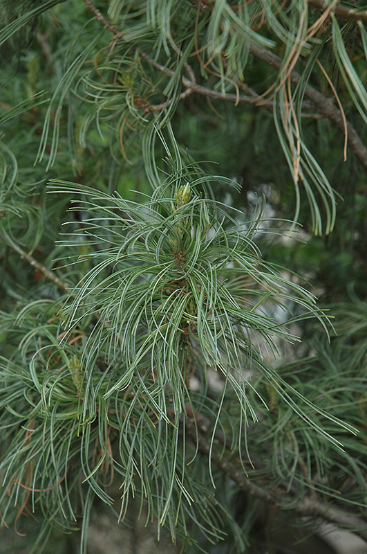 Twisted White Pine (Pinus strobus 'Contorta') at Weston Nurseries