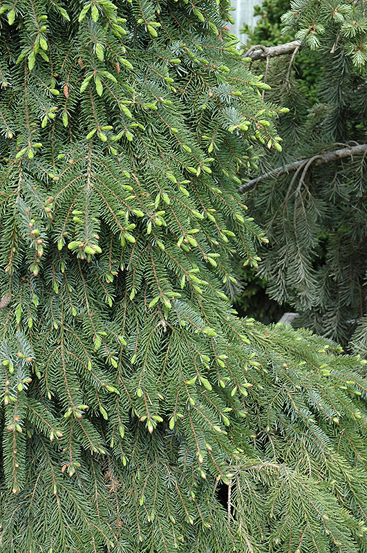 Bruns Weeping Spruce (Picea omorika 'Pendula Bruns') at Weston Nurseries