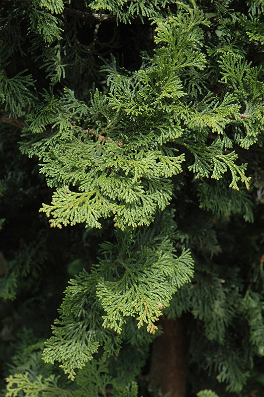 Wells Special Hinoki Falsecypress (Chamaecyparis obtusa 'Wells Special') at Weston Nurseries