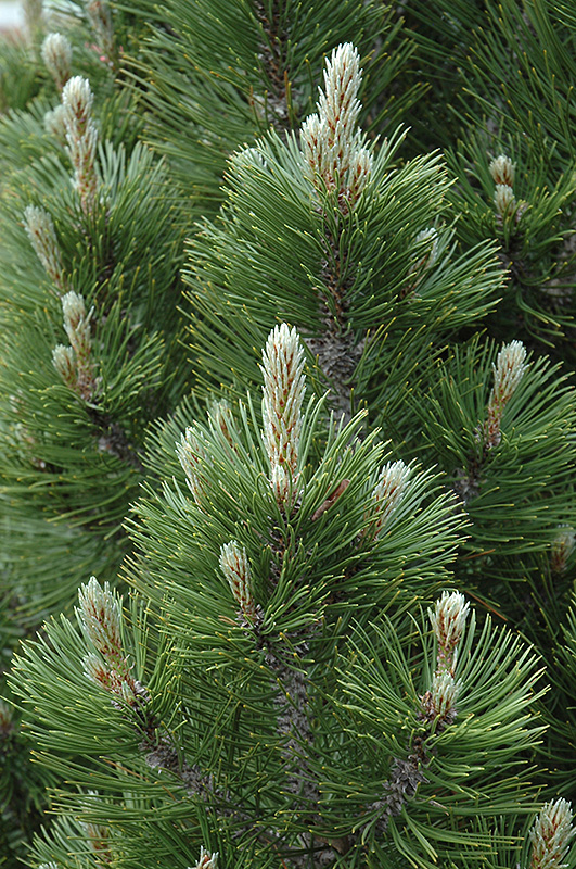 Mint Truffle Bosnian Pine (Pinus heldreichii 'Mint Truffle') at Weston Nurseries