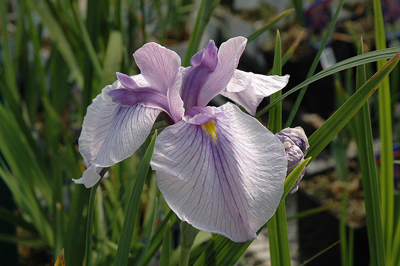 Imperial Magic Japanese Iris (Iris ensata 'Imperial Magic') at Weston Nurseries