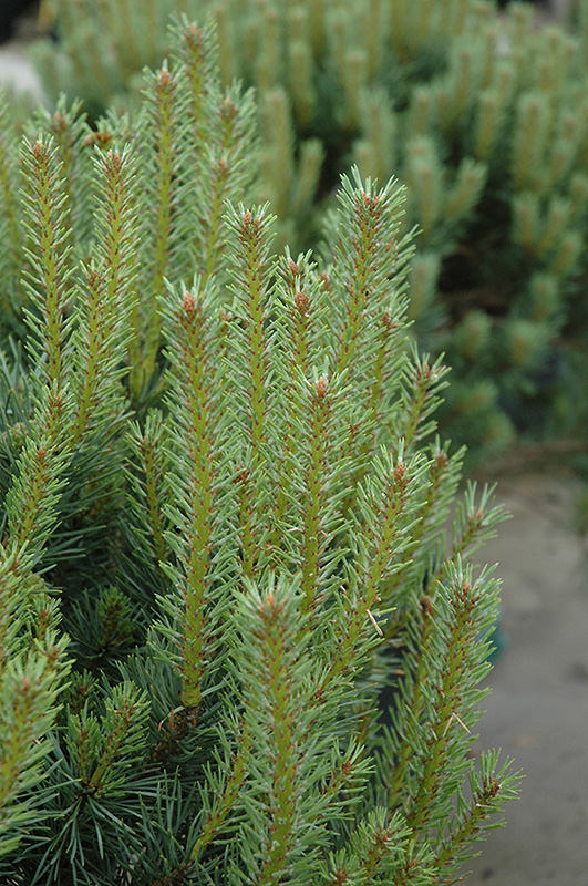 Dwarf Scotch Pine (Pinus sylvestris 'Pumila') at Weston Nurseries