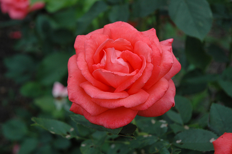 Tropicana Rose (Rosa 'Tropicana') at Weston Nurseries