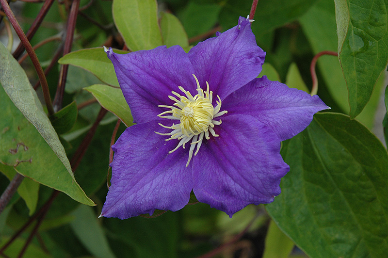 Will Goodwin Clematis (Clematis 'Will Goodwin') at Weston Nurseries