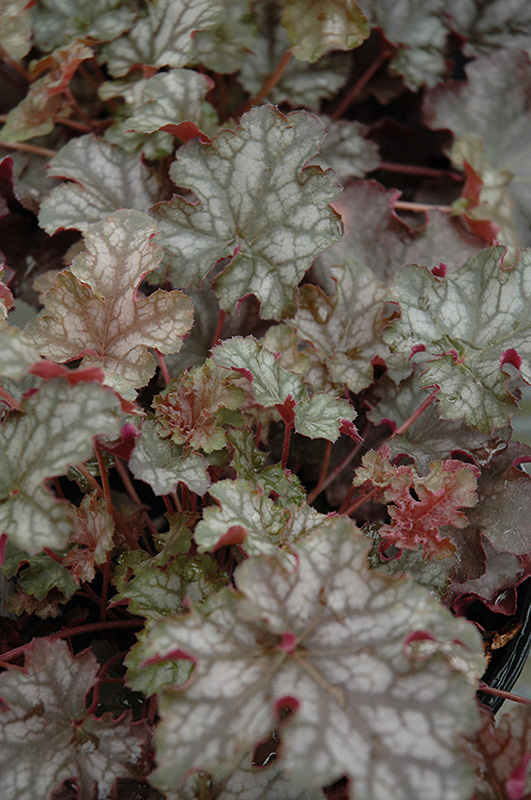 Can Can Coral Bells (Heuchera 'Can Can') at Weston Nurseries