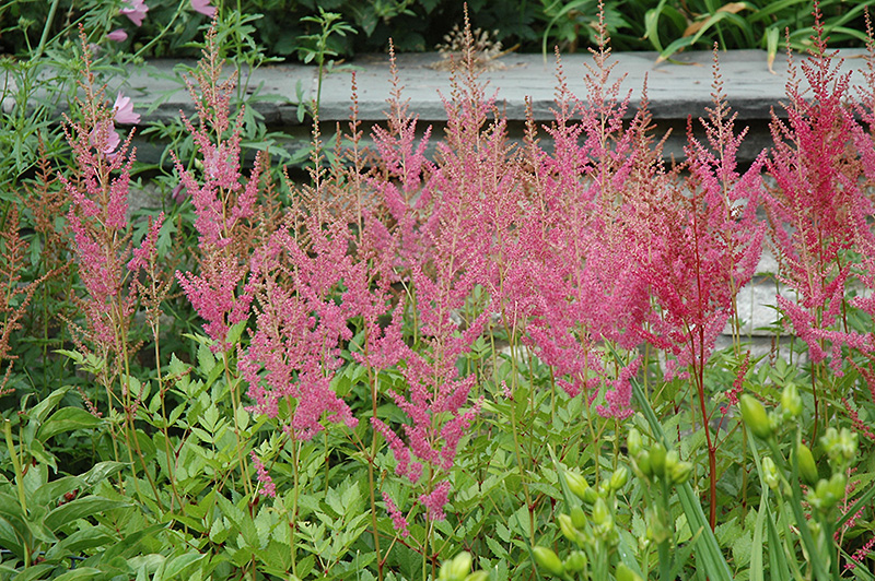 Visions in Pink Chinese Astilbe (Astilbe chinensis 'Visions in Pink') at Weston Nurseries