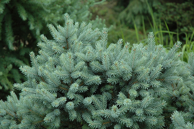 Cecilia Spruce (Picea glauca 'Cecilia') at Weston Nurseries